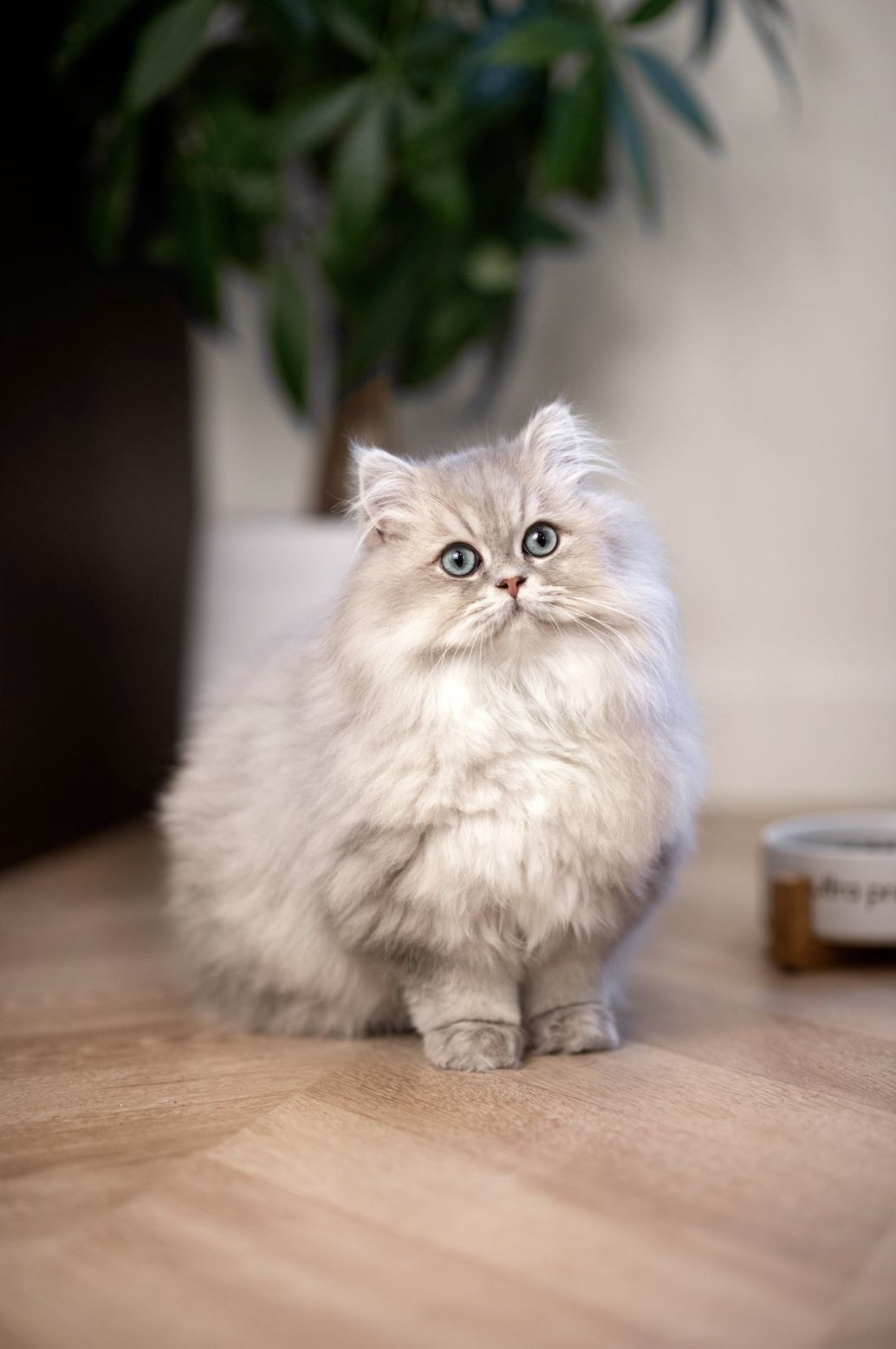Chat persan blanc en intérieur, lumière douce