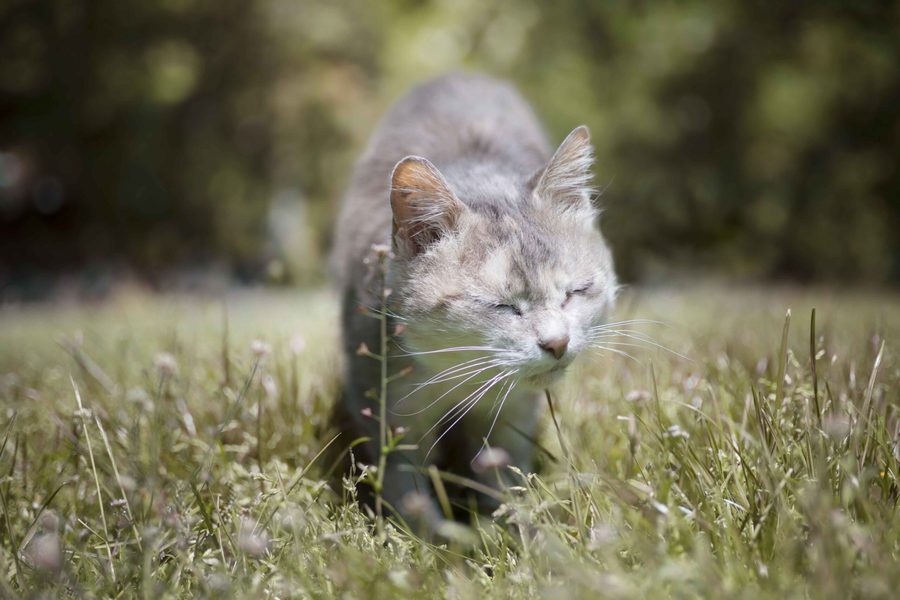Chat dans une prairie, séance photo animalière Tarn