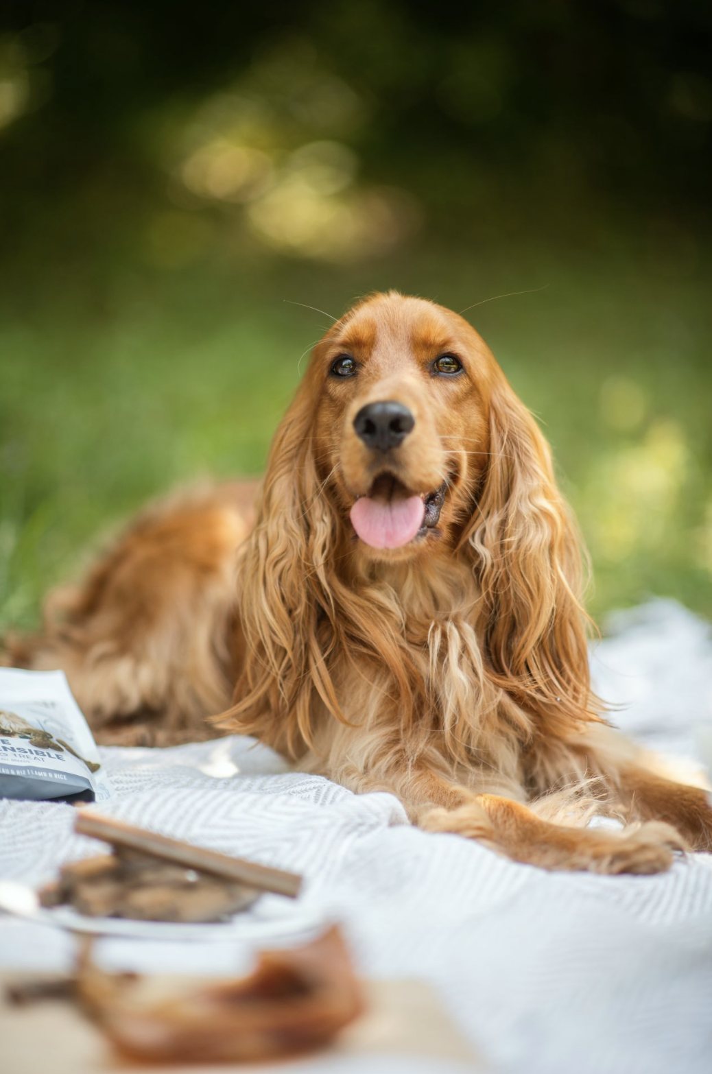 Cocker roux allongé dans l'herbe, portrait animalier