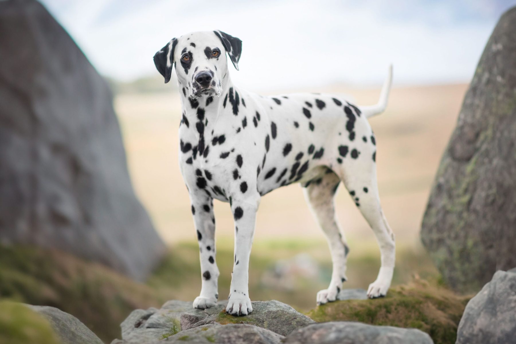 Dalmatien en extérieur, séance photo animalière dans le Tarn