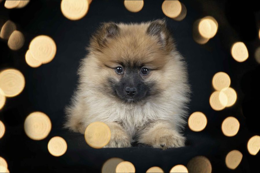 Portrait studio fond noir d'un chien, séance animalière Tarn