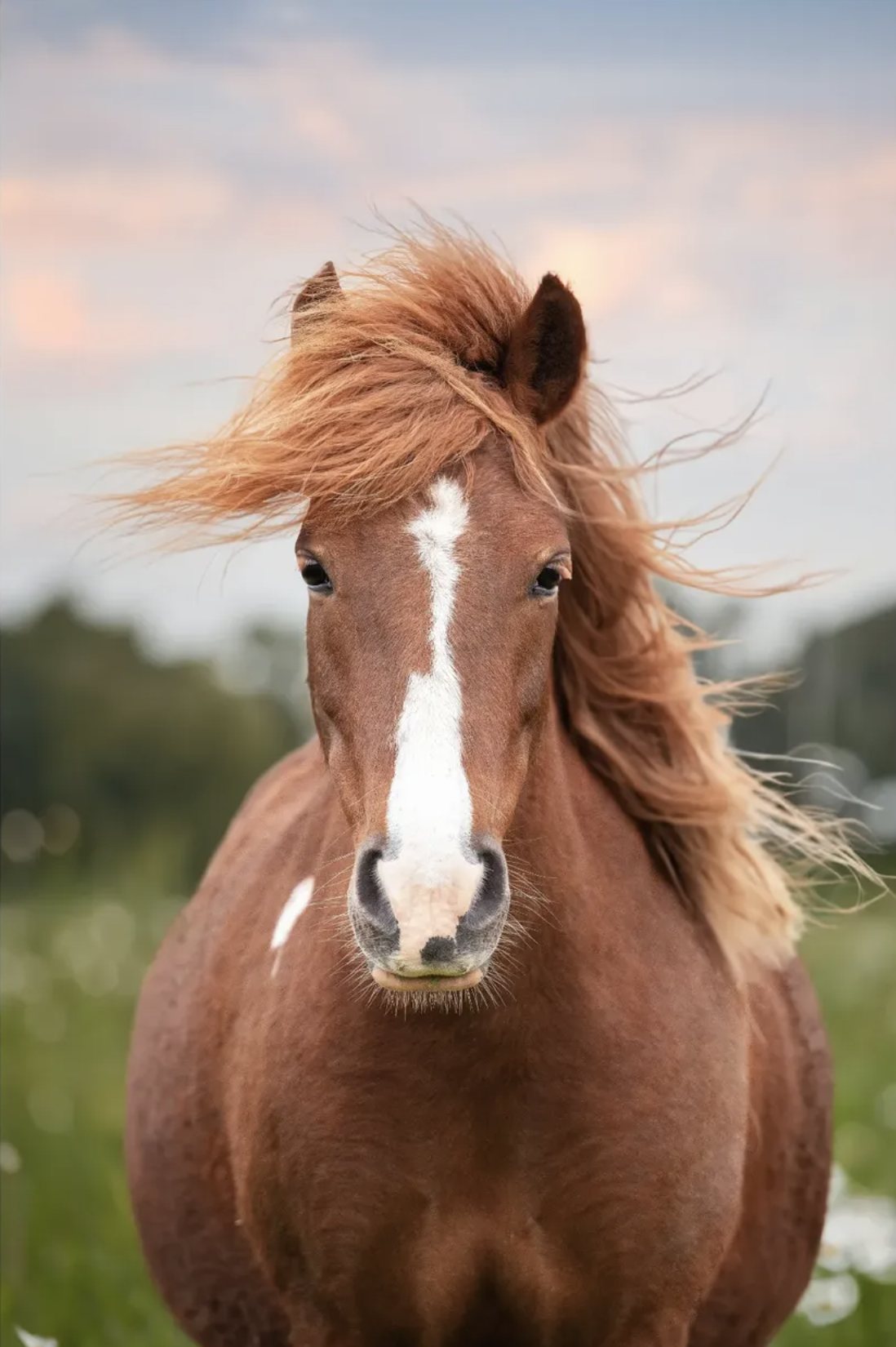Portrait de cheval alezan, crinière au vent
