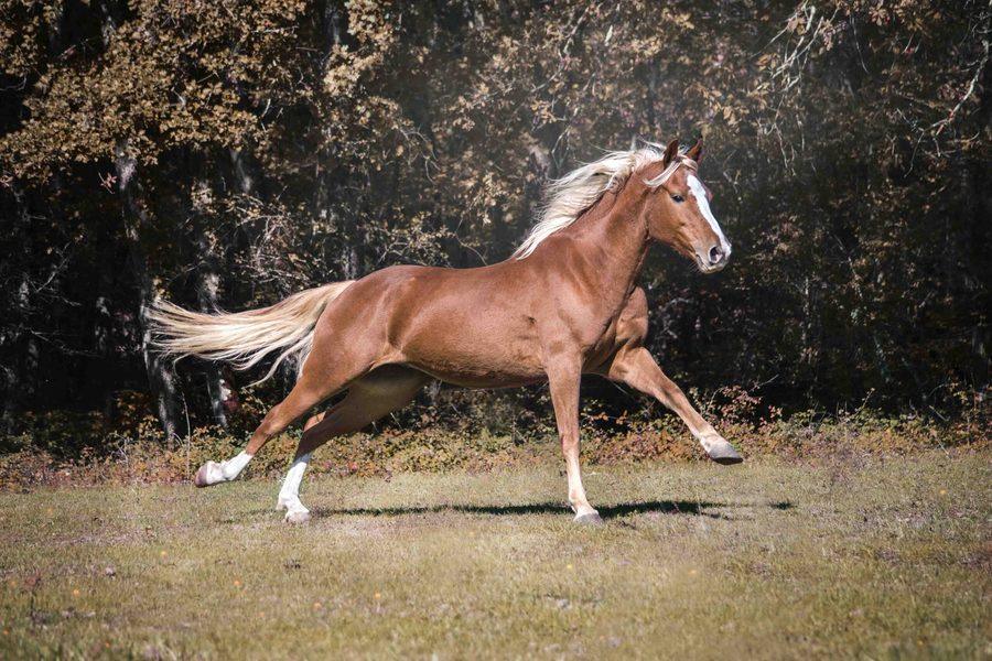 Cheval au galop dans un champ du Tarn