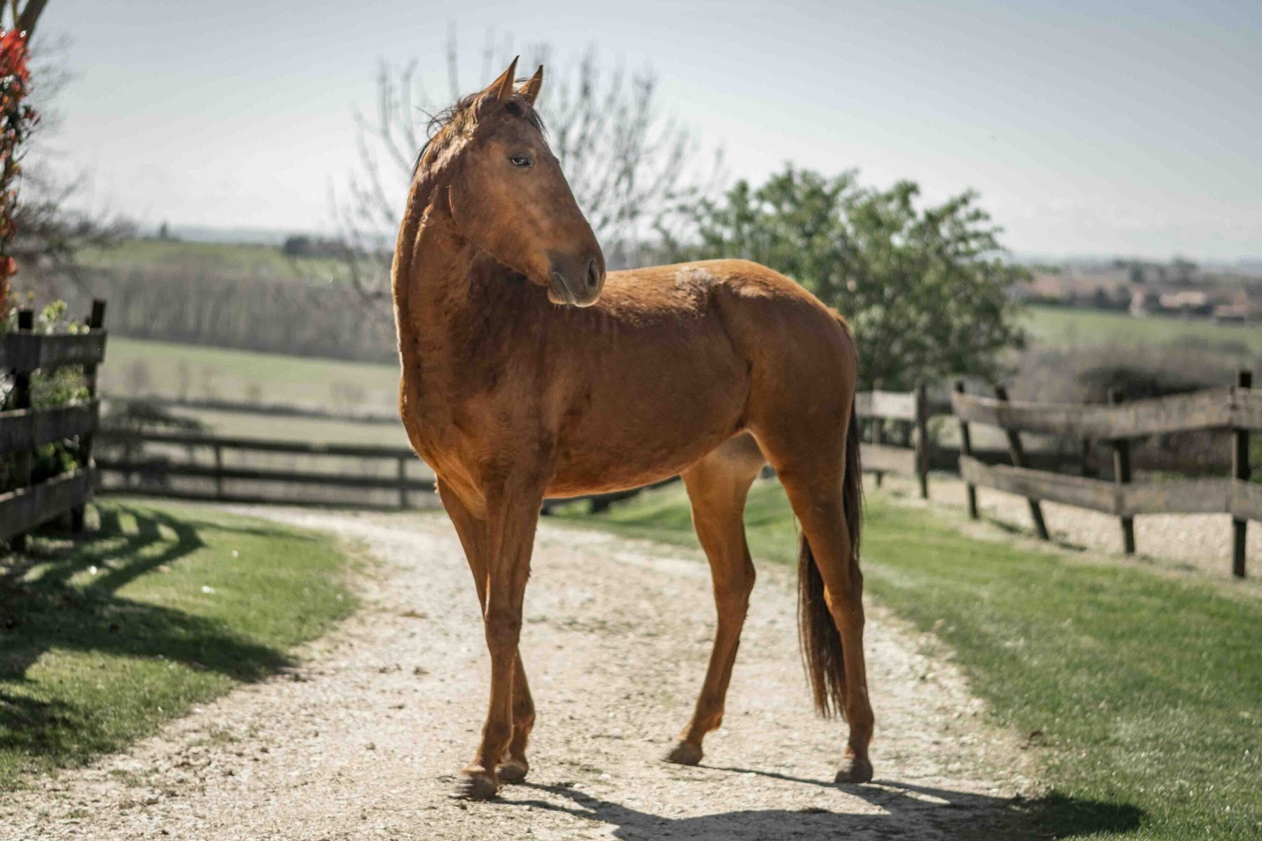 Cheval alezan au galop en liberté dans un champ du Tarn