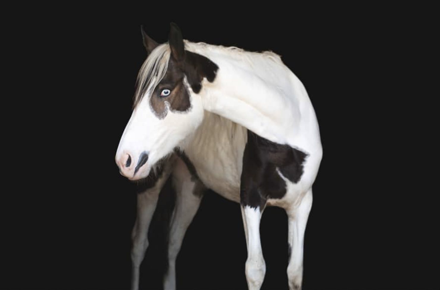 Cheval pie en portrait studio sur fond noir