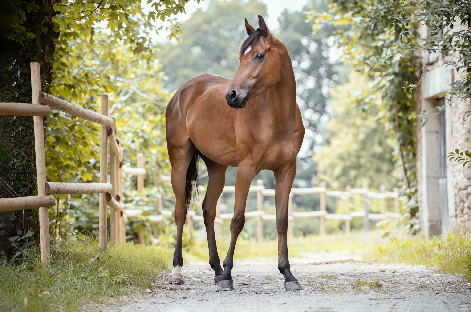 Cheval bai sur un chemin de campagne, séance photo équine dans le Tarn