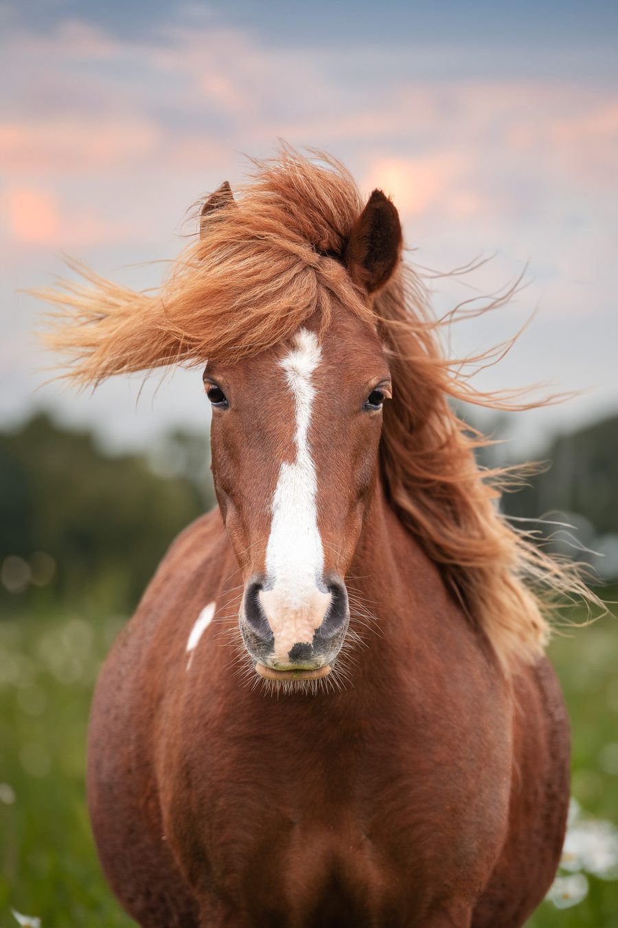 Regard d'un cheval, portrait rapproché